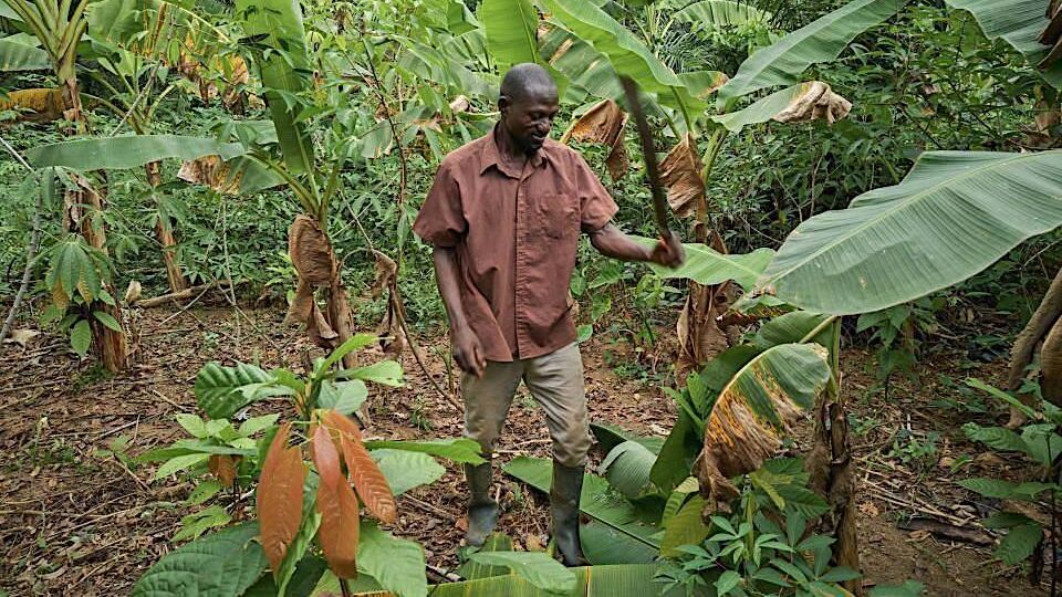 Un homme dans une exploitation de cacao