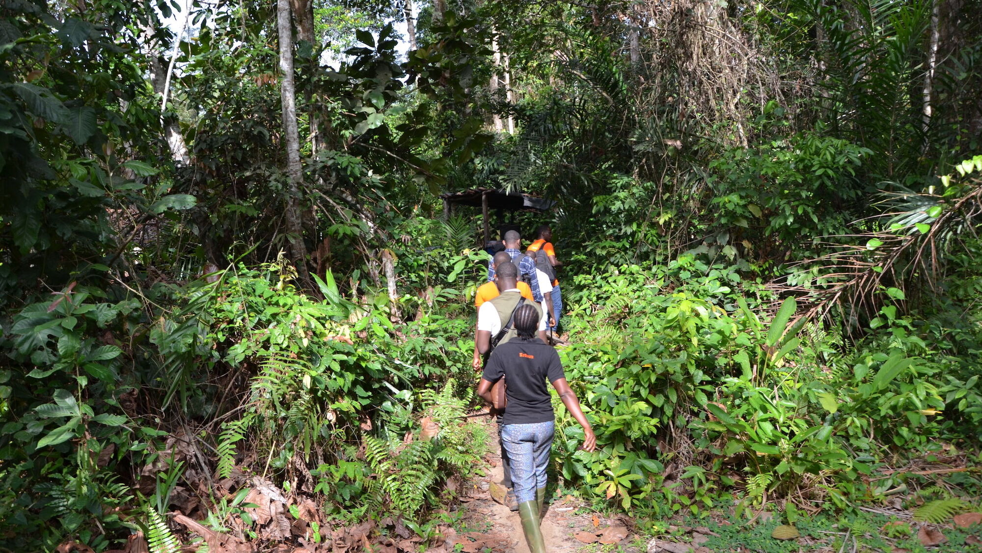 Des gens qui marchent dans la forêt classée Cavally