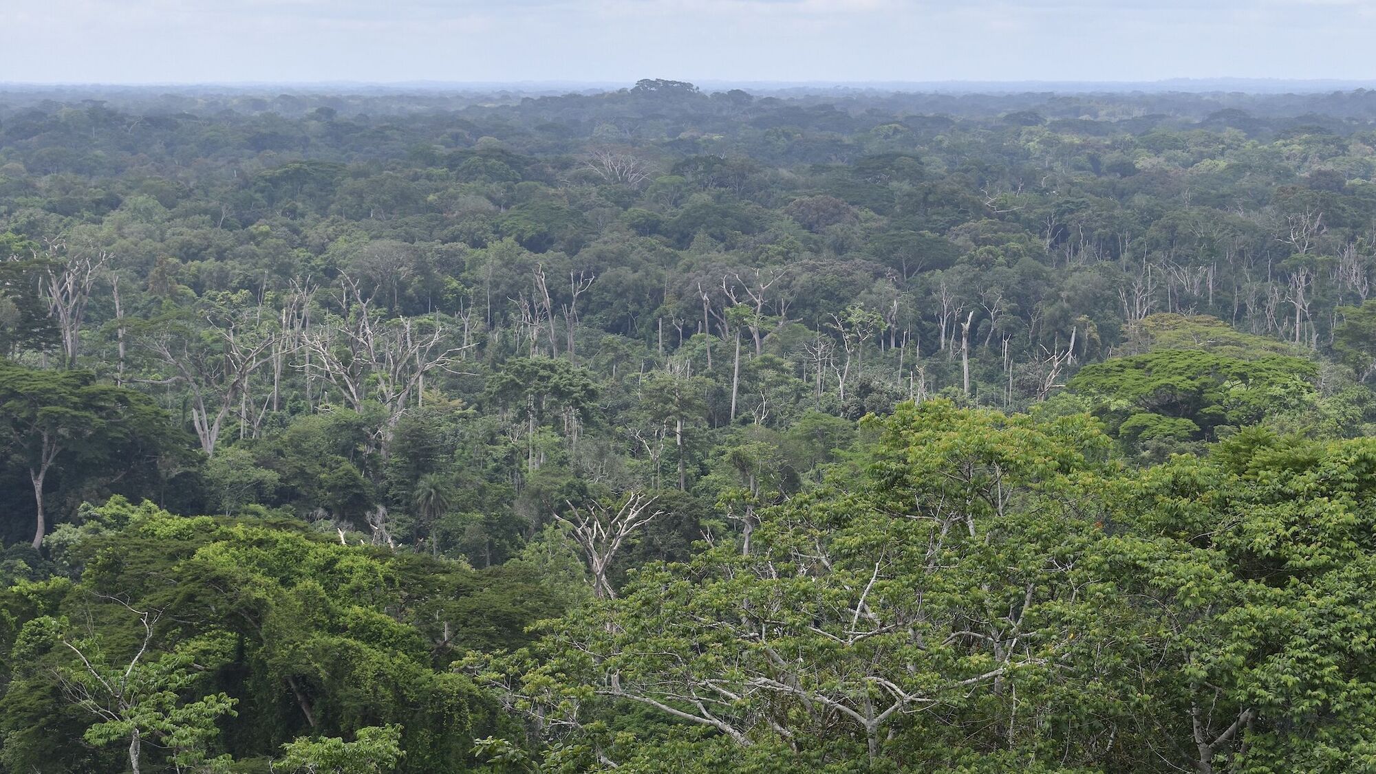 The Cavally Forest in Côte d'Ivoire