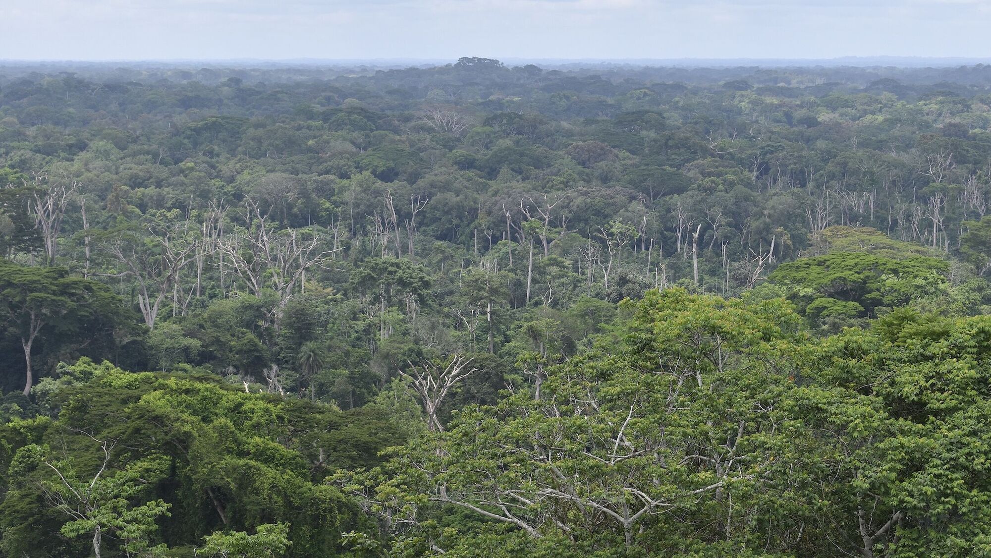 La forêt du Cavally en Côte d'Ivoire