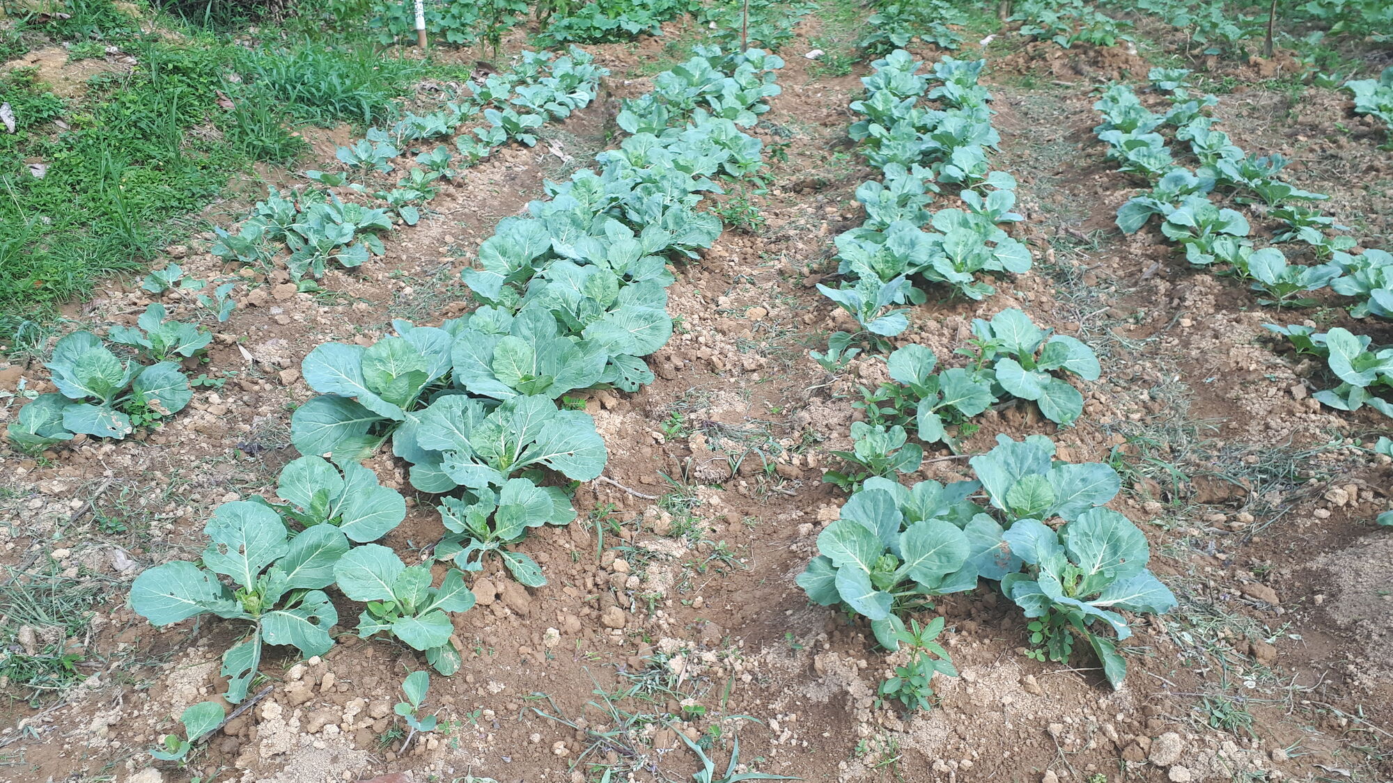 Un champ de légumes