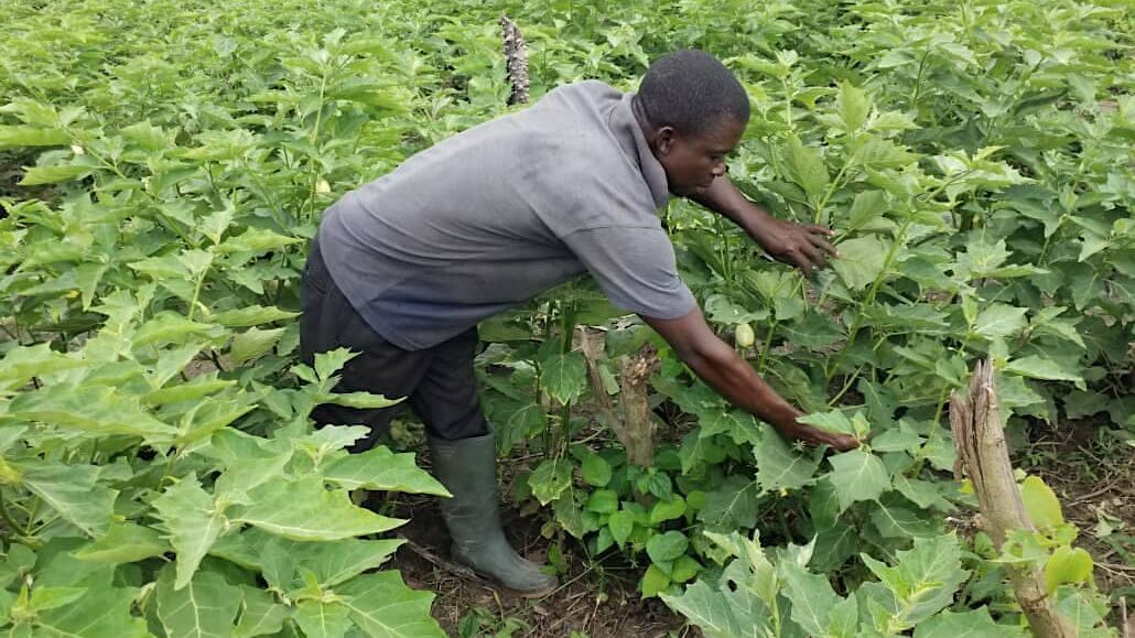 Un homme travaillant dans un champ de légumes