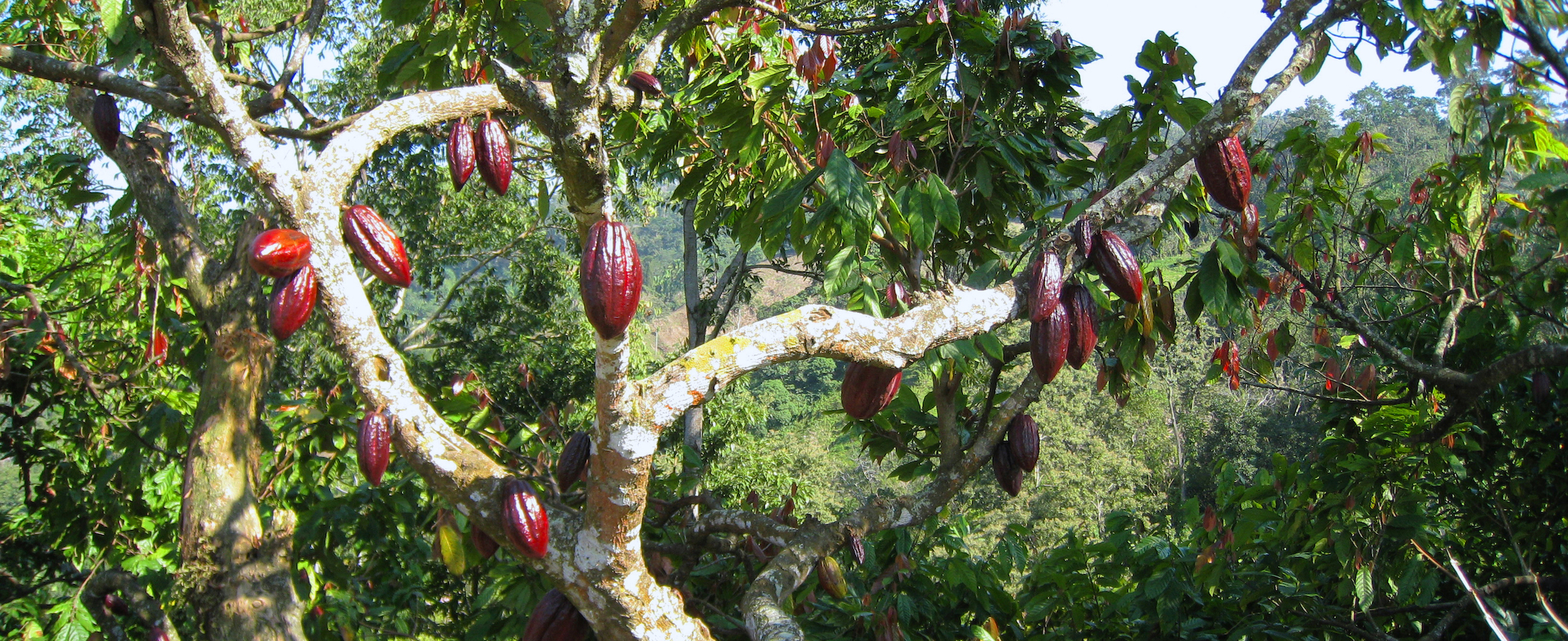 Cacaoyer avec fruits